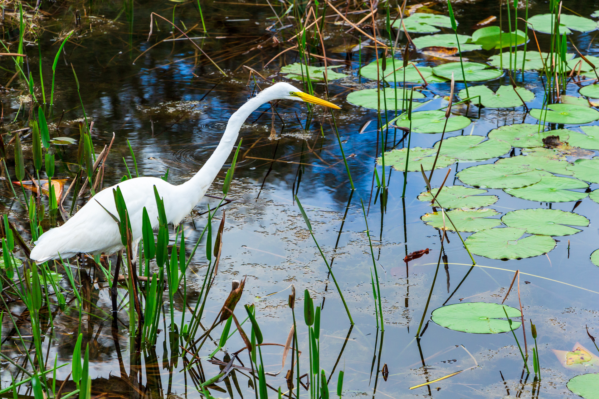Ecosystem Services Explained: Why Swamps Matter Beyond the Adventure
